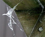 Cobweb Effect is a fantastic spray effect. Simply spray the canister over any area you wish to have covered in the effect. It is easy to clean up after using, even easier when primed with MTFX's Eco Anti Spot. Fantastic in making any scene look aged or creepy.