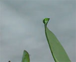 Drop Effect is MTFX's water droplet effect.