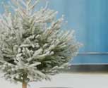 Christmas tree waxing