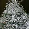 Photo of Tree waxing and flocking