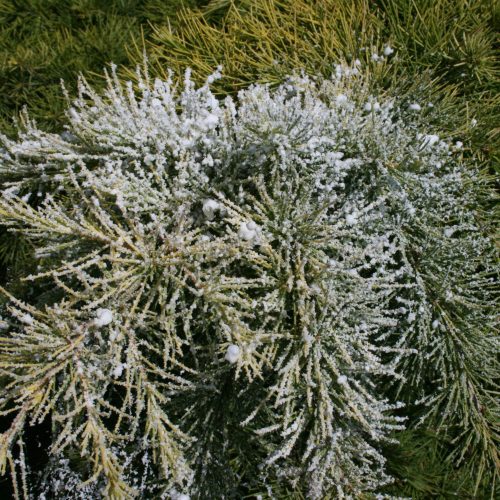 Paper Snow Frost, 20kg - Image 5
