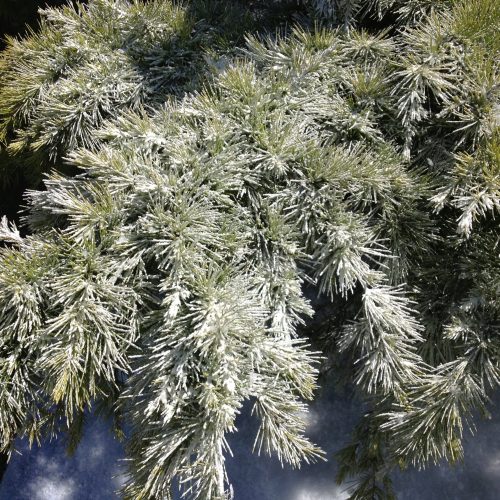 Paper Snow Frost, 20kg - Image 7