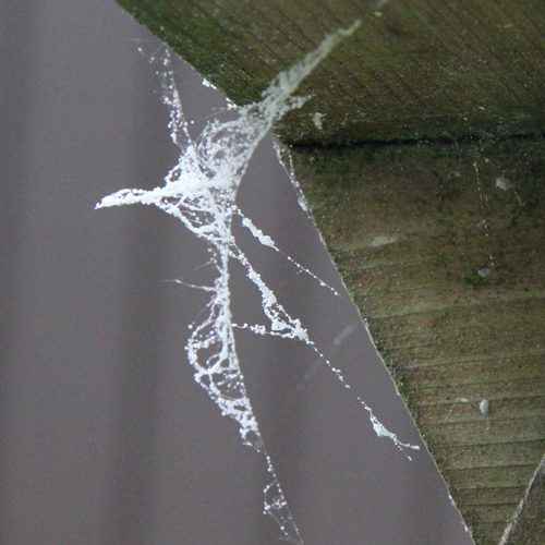 Cobweb Effect